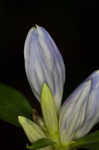 Showy gentian